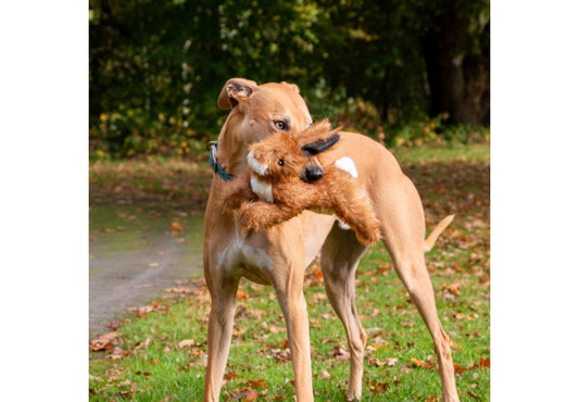 Harris Hare Dog Toy