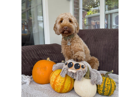 Cuddle Sid Spider Toy