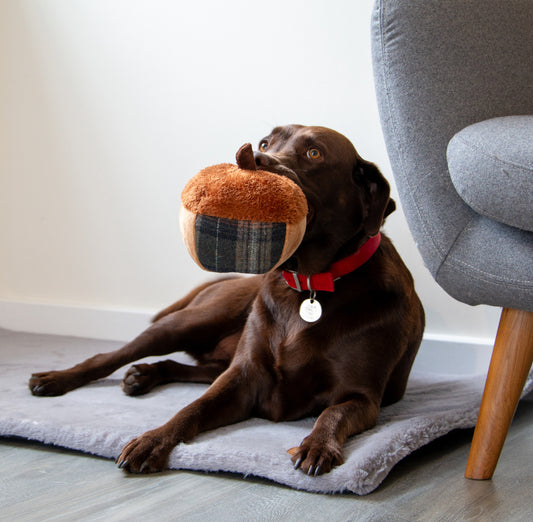 Annie Acorn Dog Toy