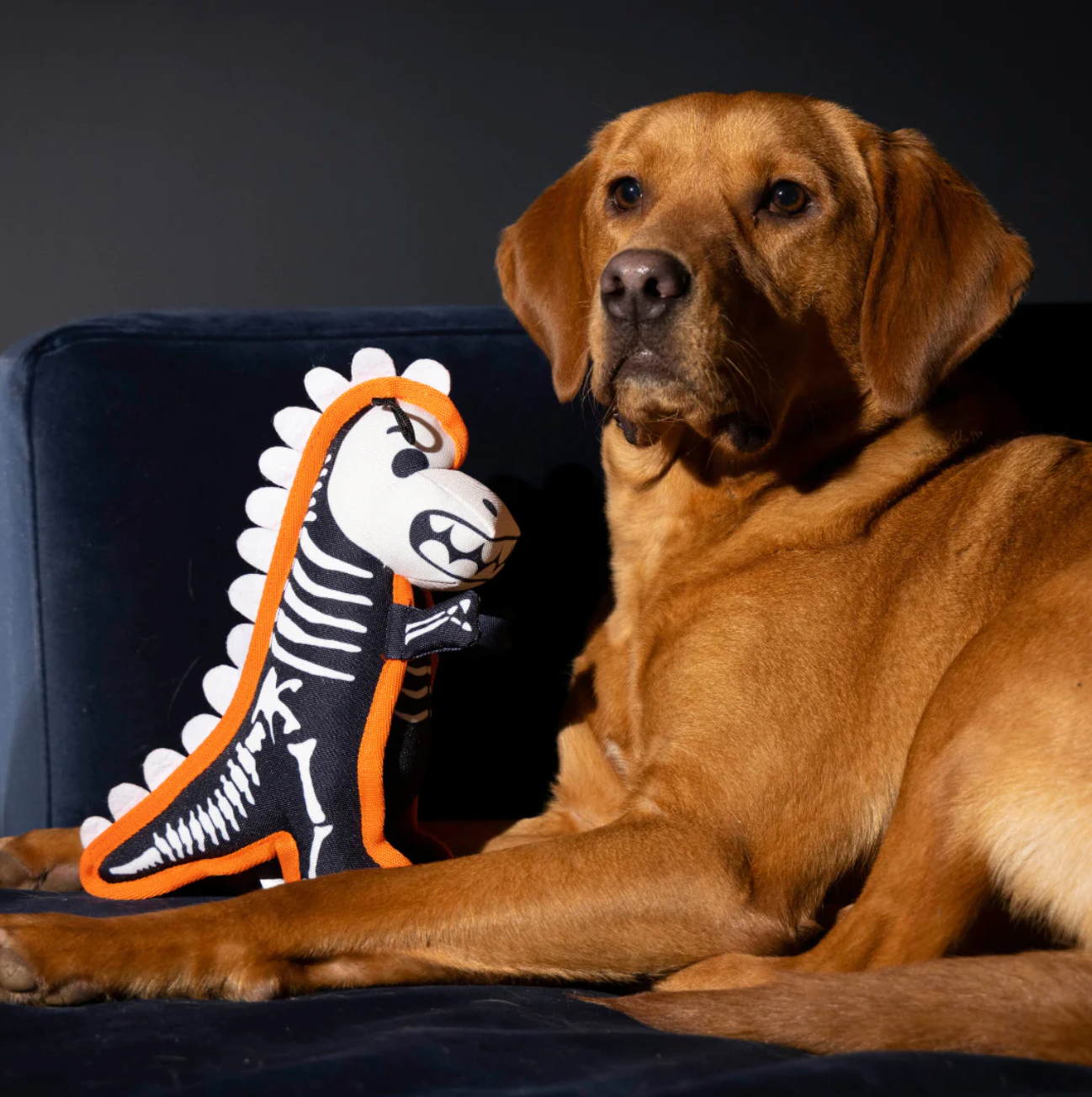 House of Paws Tough Skeleton Dinosaur dog toy