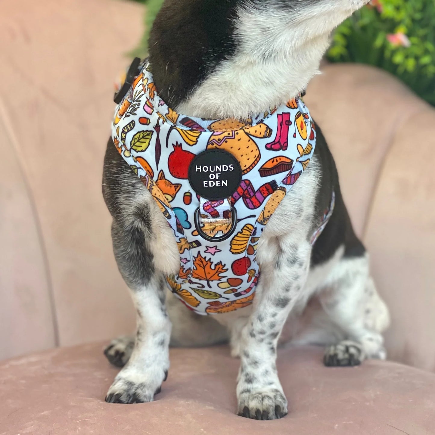 Hounds of Eden Country Pumpkin Dog Harness