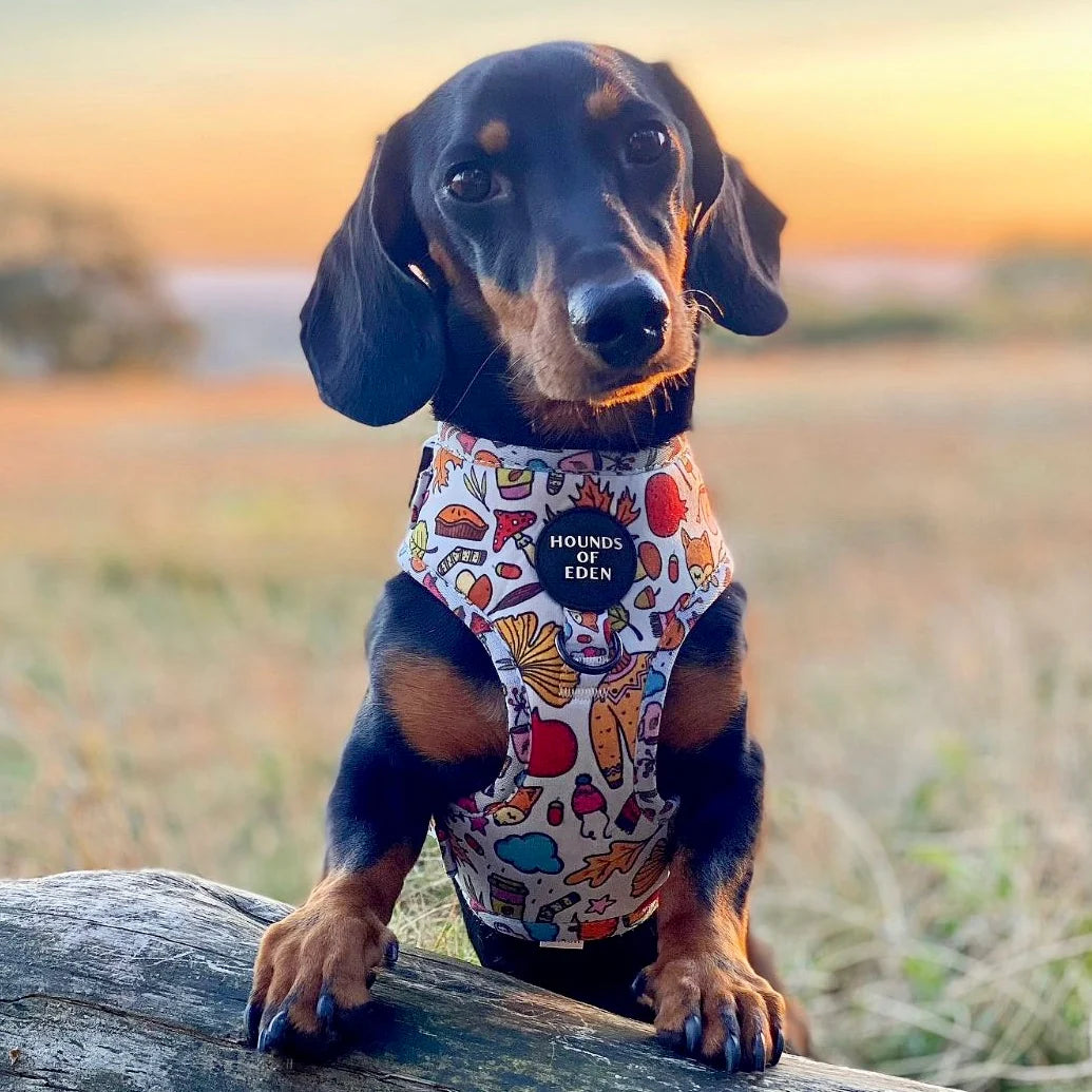 Hounds of Eden Country Pumpkin Dog Harness