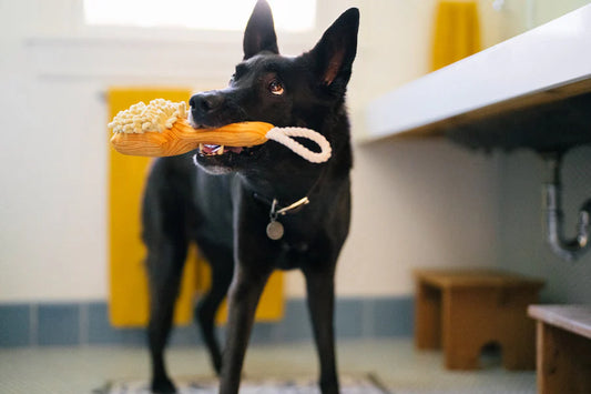 Splish Splash - Bark n' Bristles Dog Toy