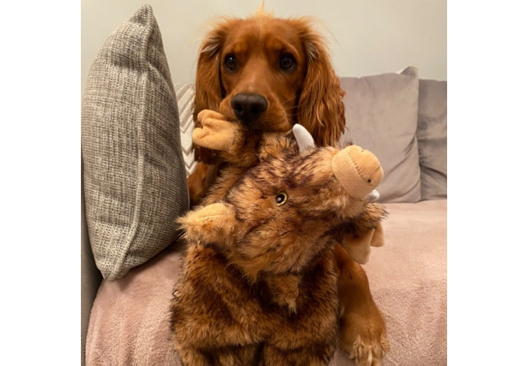 Hog Dog Toy